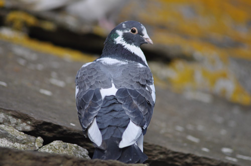 Pigeon on Rousay