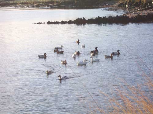 Ducks at Lopness