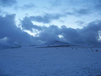 Sheep in the Snowy Field