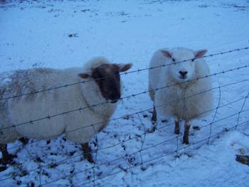 Dot and Bella - our lambs